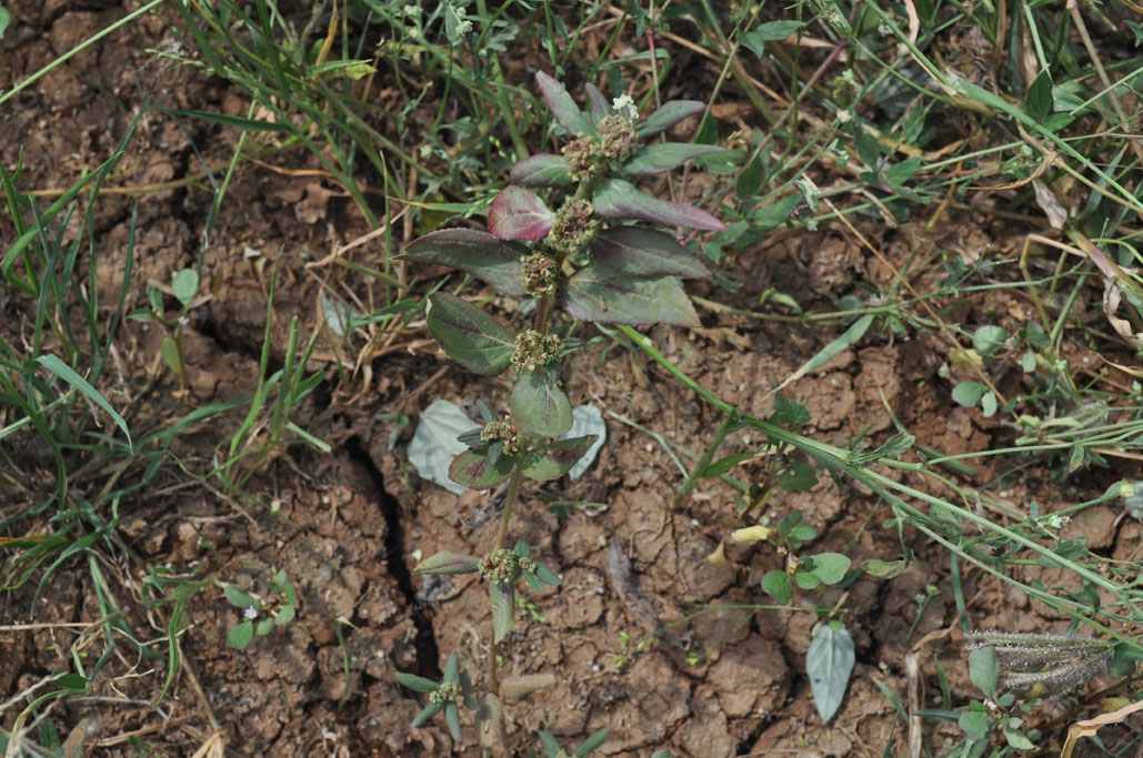 Euphorbia hirta